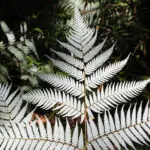 silver-fern-flag